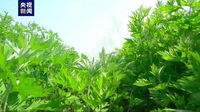 茹字的五行属性是什么和什么茹字的五行属性是什么呢