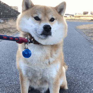 中型犬品种大全及图片中大型犬品种大全图片