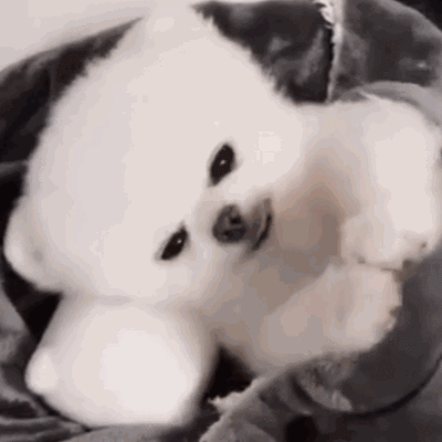 中型犬品种大全及图片中大型犬品种大全图片
