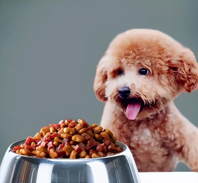 中型犬品种大全及图片中大型犬品种大全图片