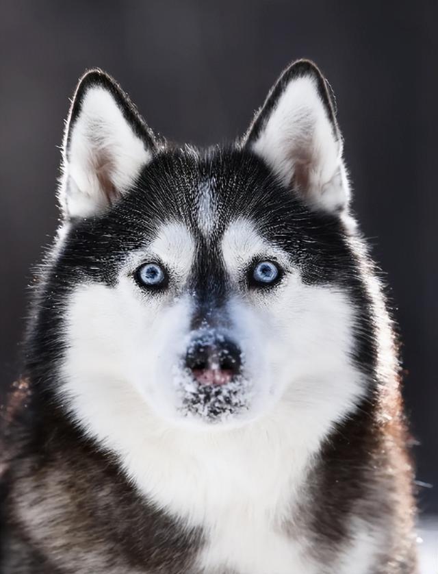 中型犬品种大全及图片中大型犬品种大全图片